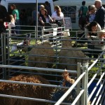 sheep in pens