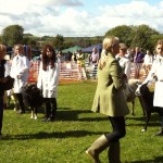 sheep judging